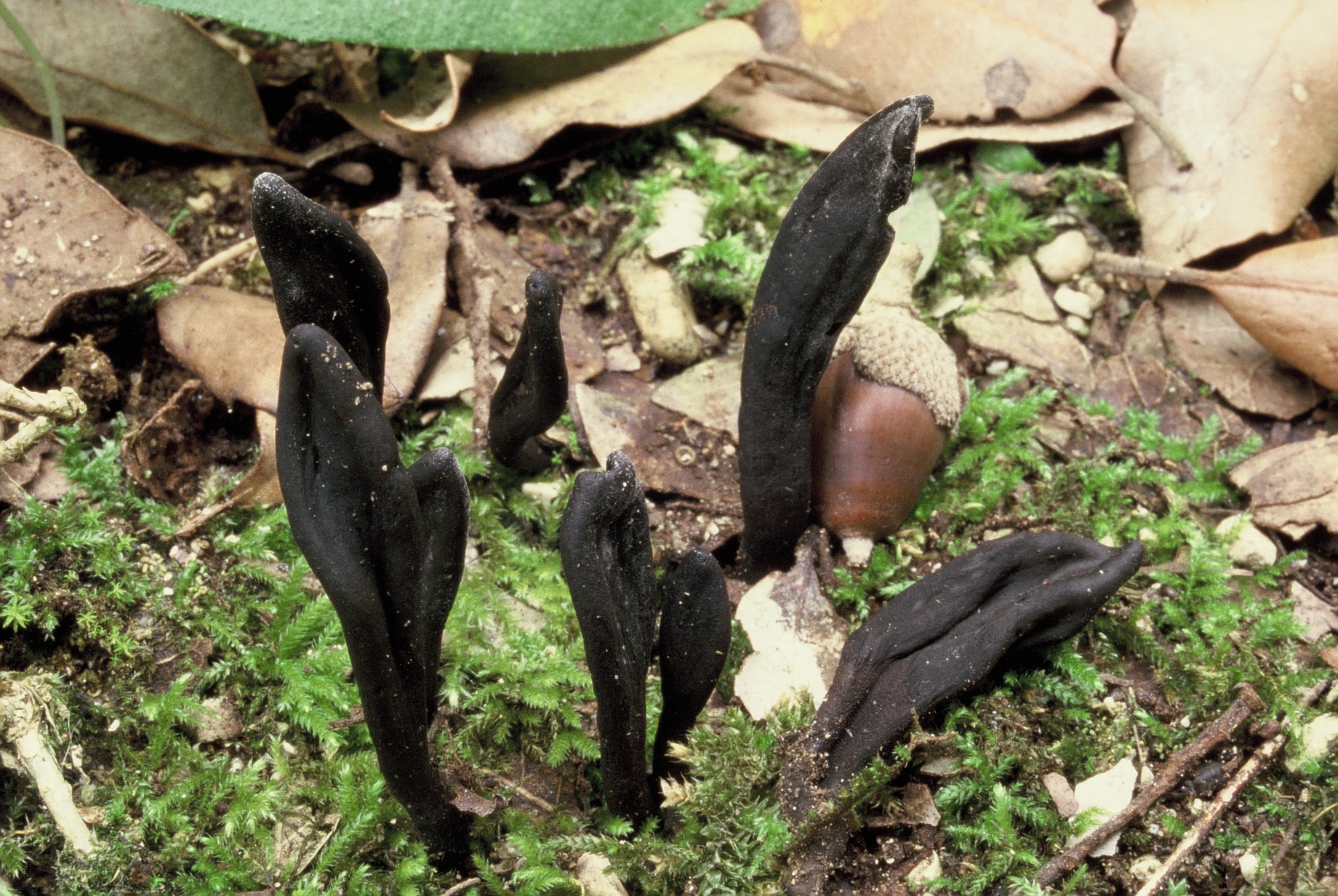 Geoglossum kookeanum