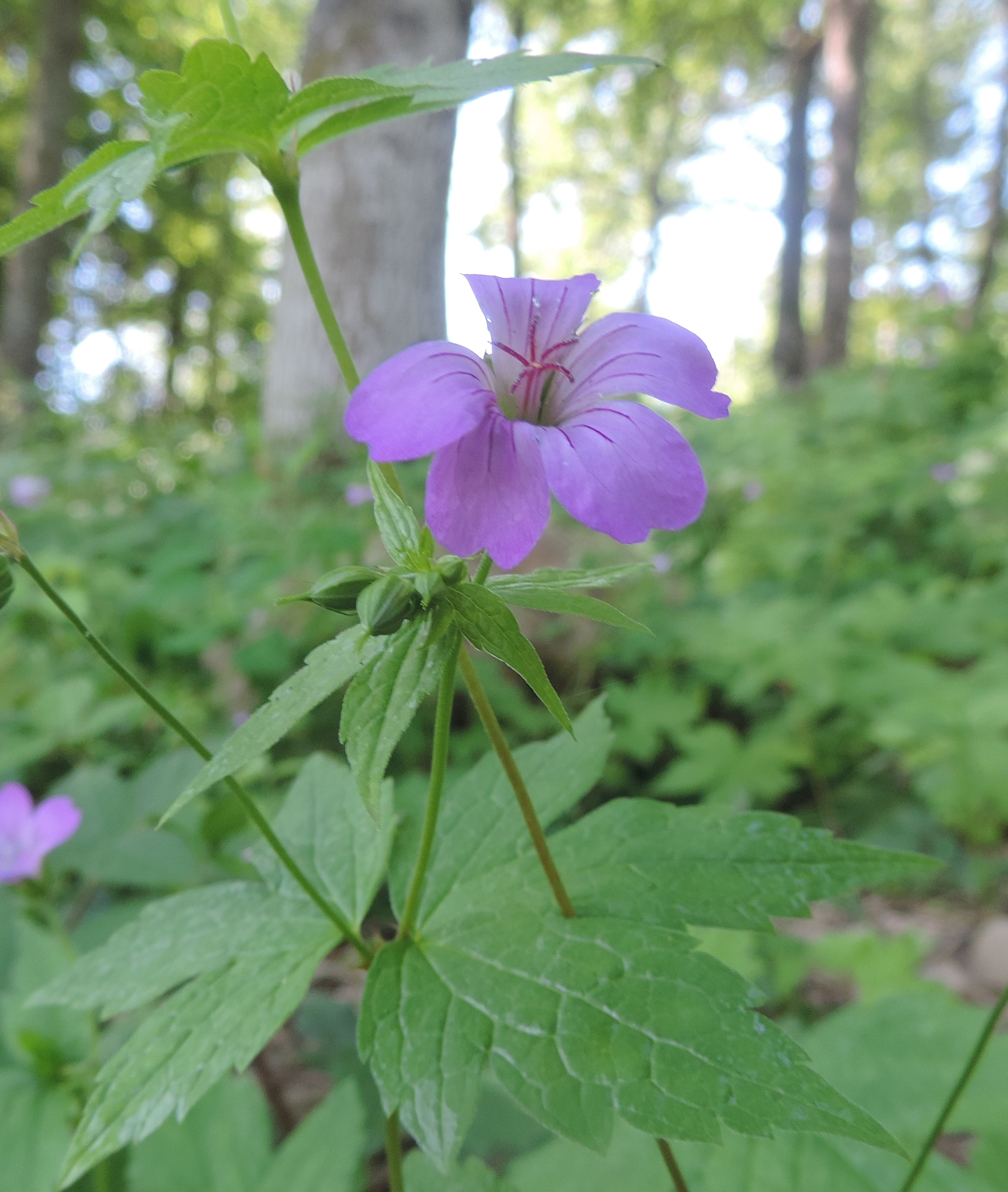 GeraniumnodosumCammscheda