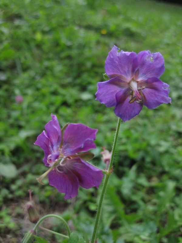 GeraniumphaeumGeraniostellato