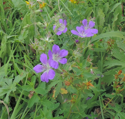 GeraniumsylvaticumCanazei