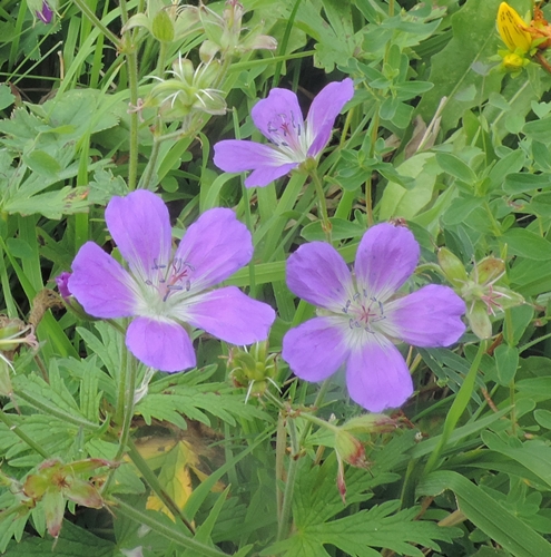 GeraniumsylvaticumaCanazei