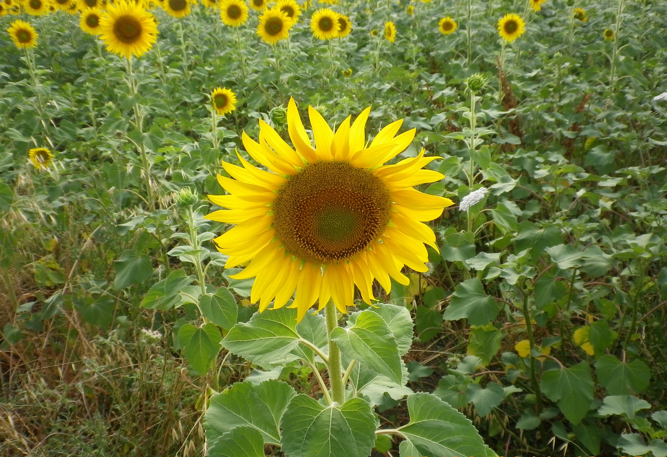 Girasole