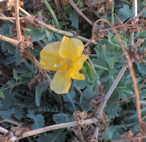 Glaucium flavum