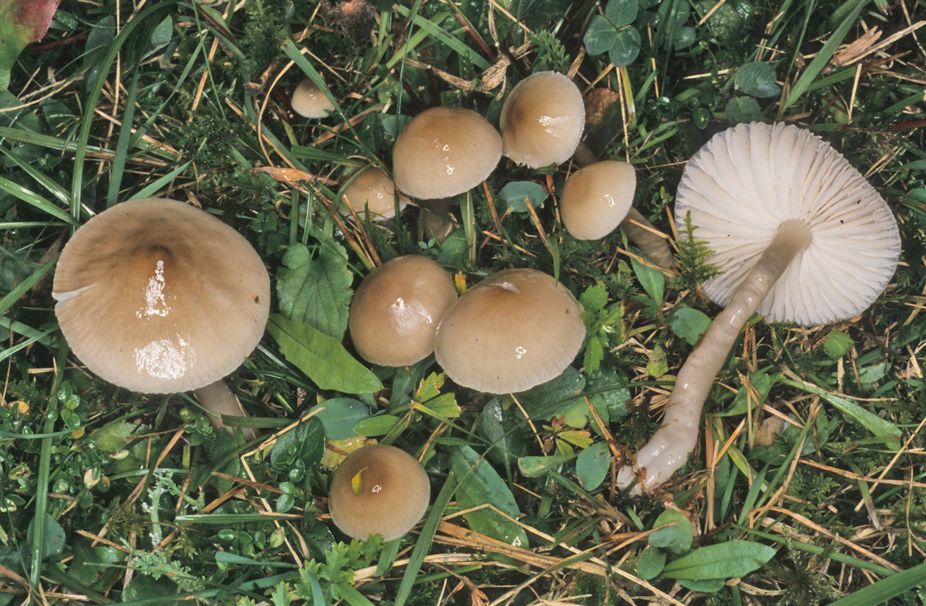 Gliophorus irrigatus