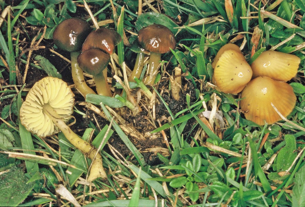 Gliophorus psittacinus