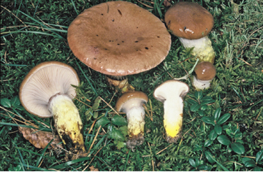 Gomphidius glutinosus
