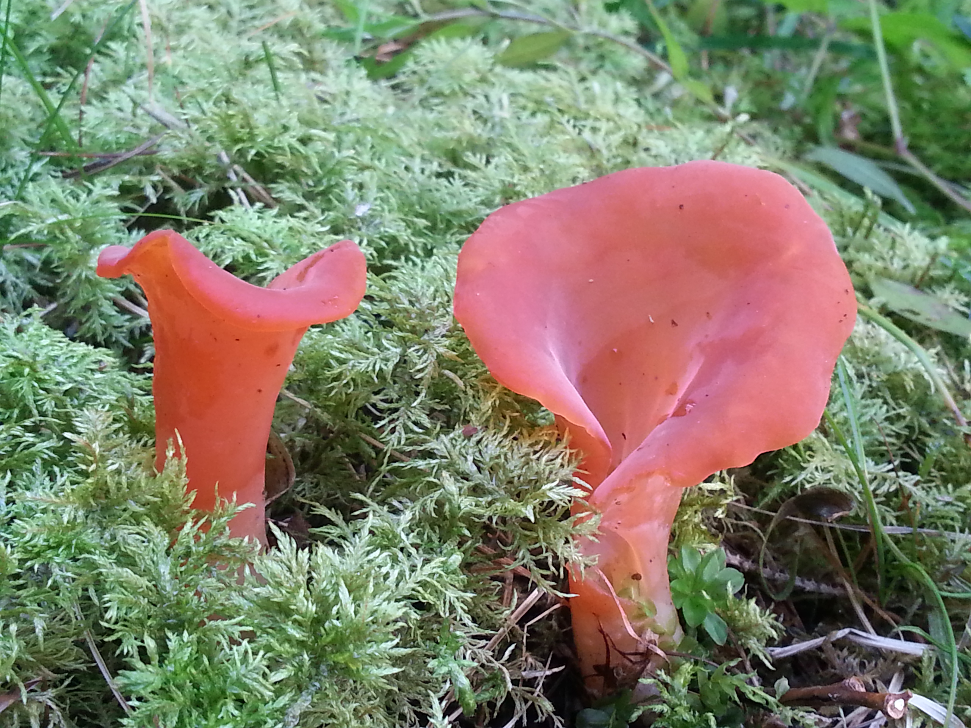 Guepinia helvelloides