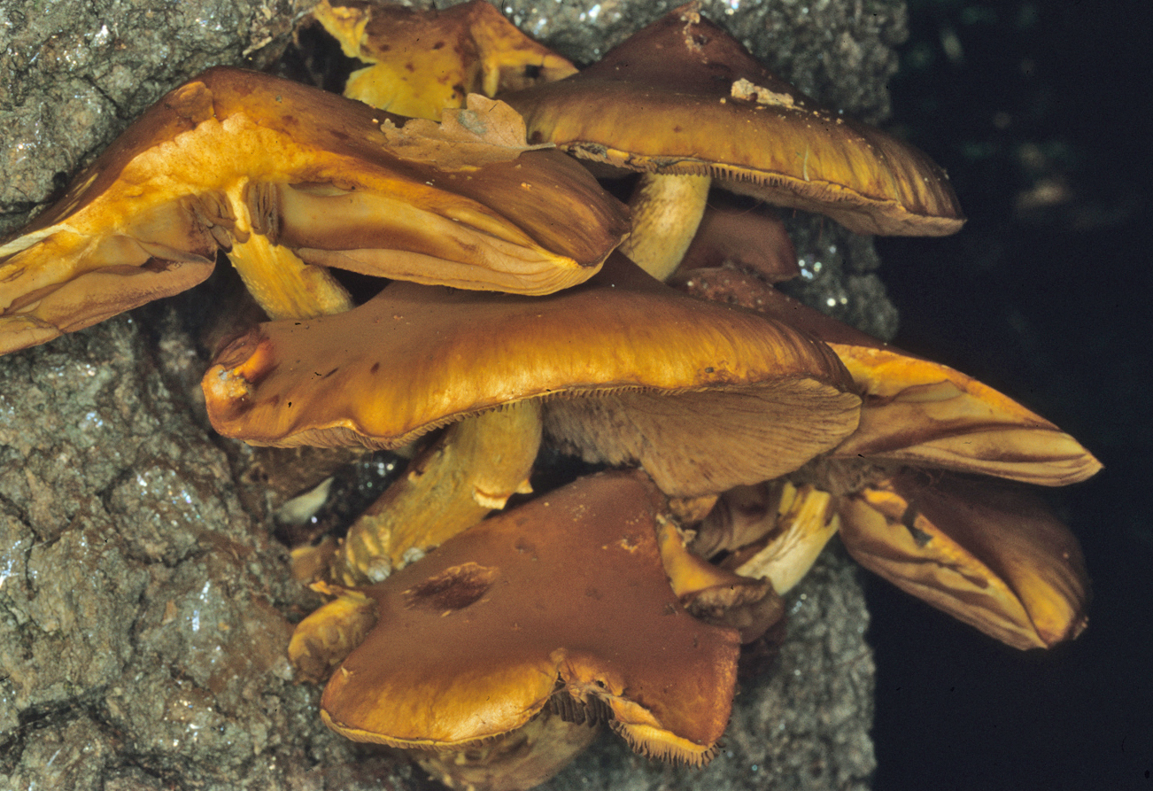 Gymnopilus junonius