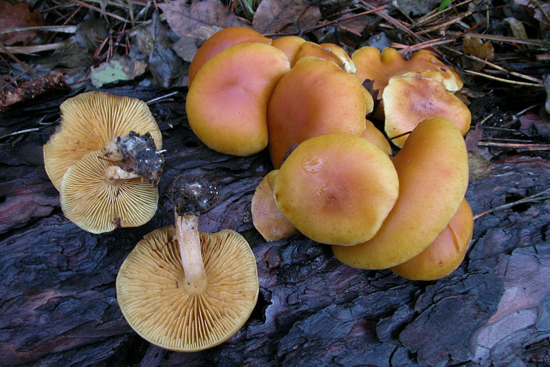 Gymnopilus penetrans1