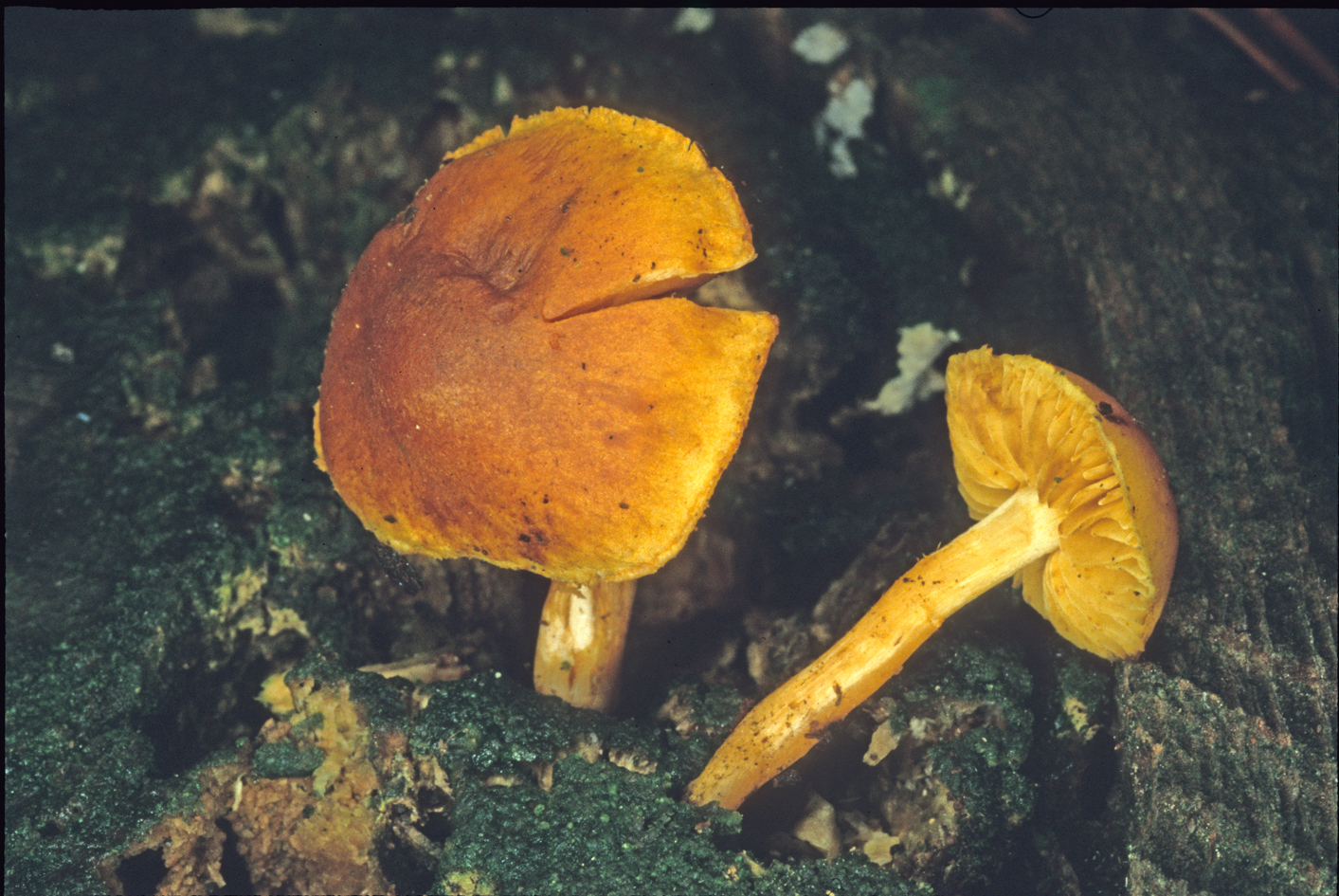 Gymnopilus picreus