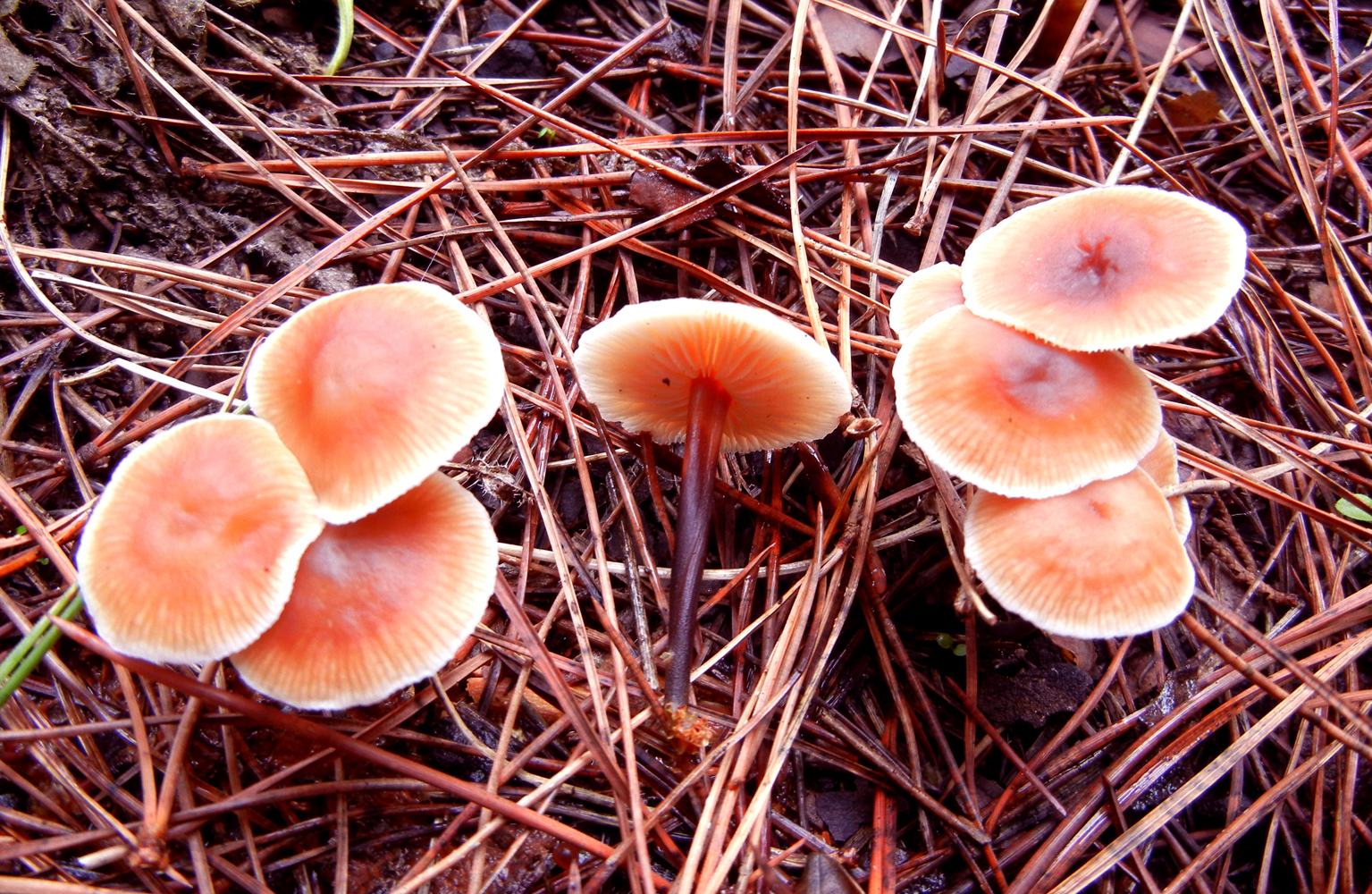 Gymnopus brassicolens 1