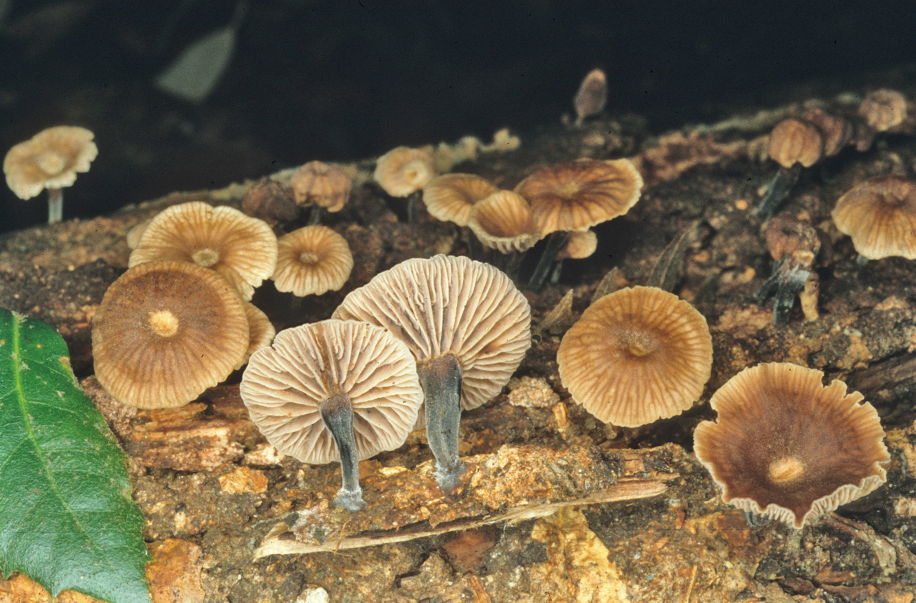 Gymnopus foetidus