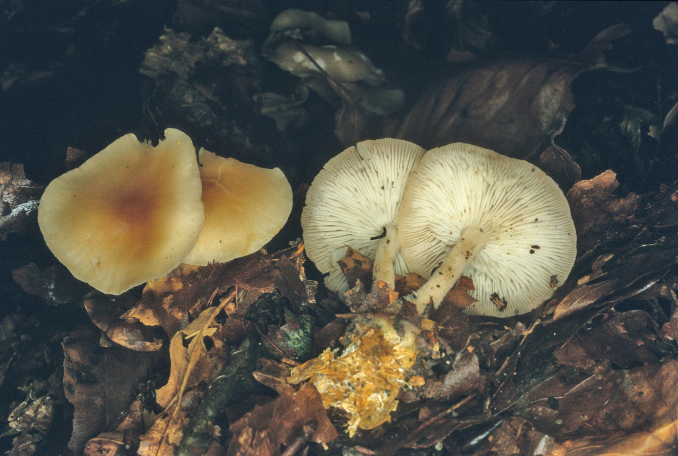 Gymnopus hariolorum