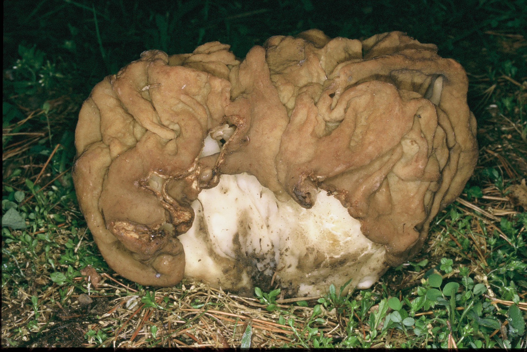 Gyromitra gigas
