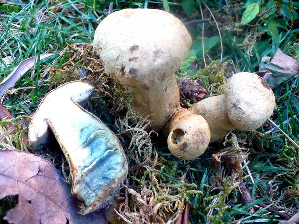 Gyroporus_2_cyanescens