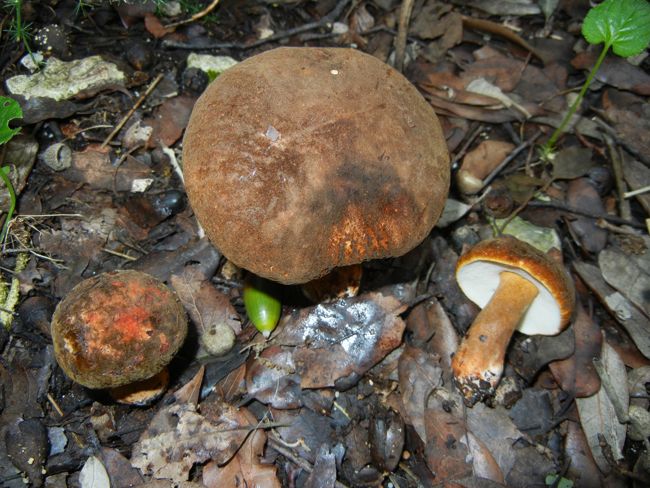 Gyroporus castaneus