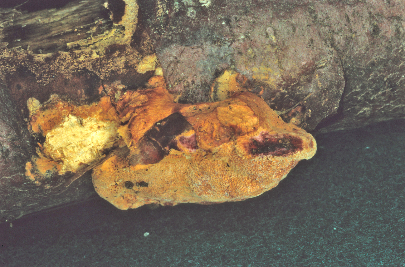 Hapalopilus rutilans