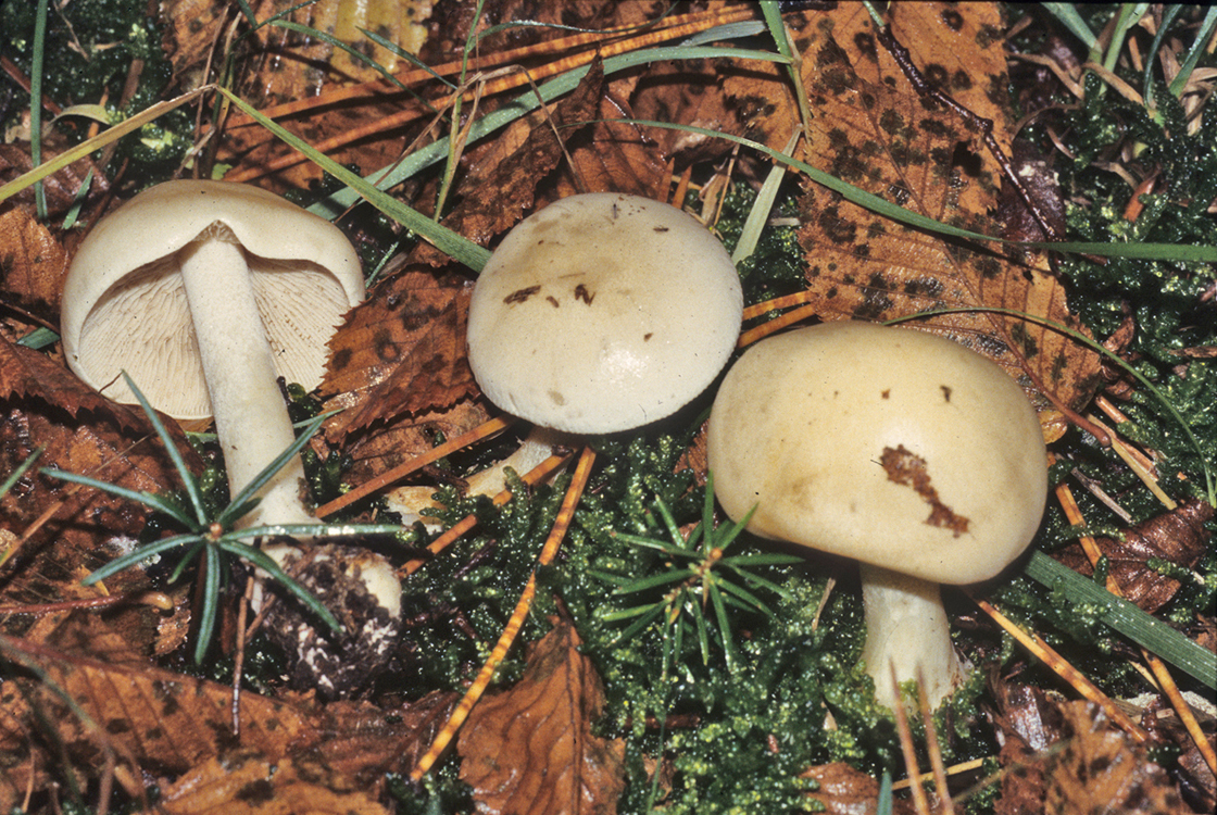 Hebeloma crustuliniforme 1