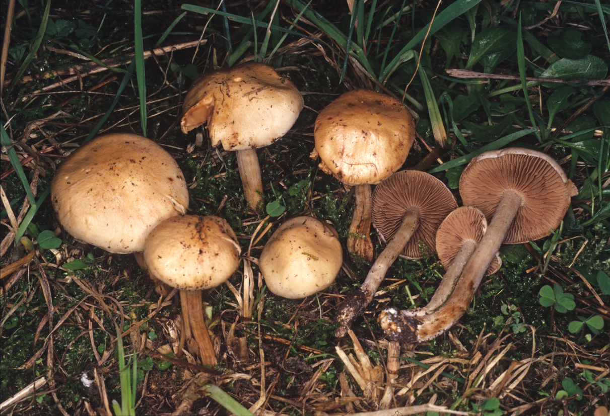Hebeloma gigaspermum