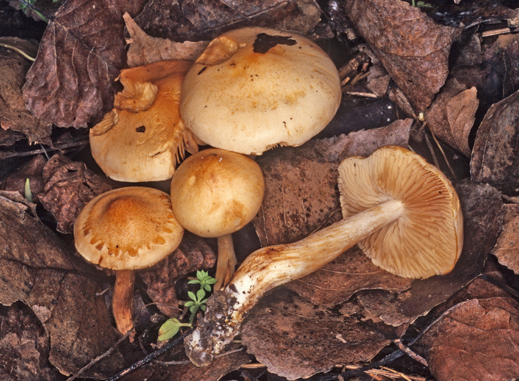 Hebeloma gigaspermum 1