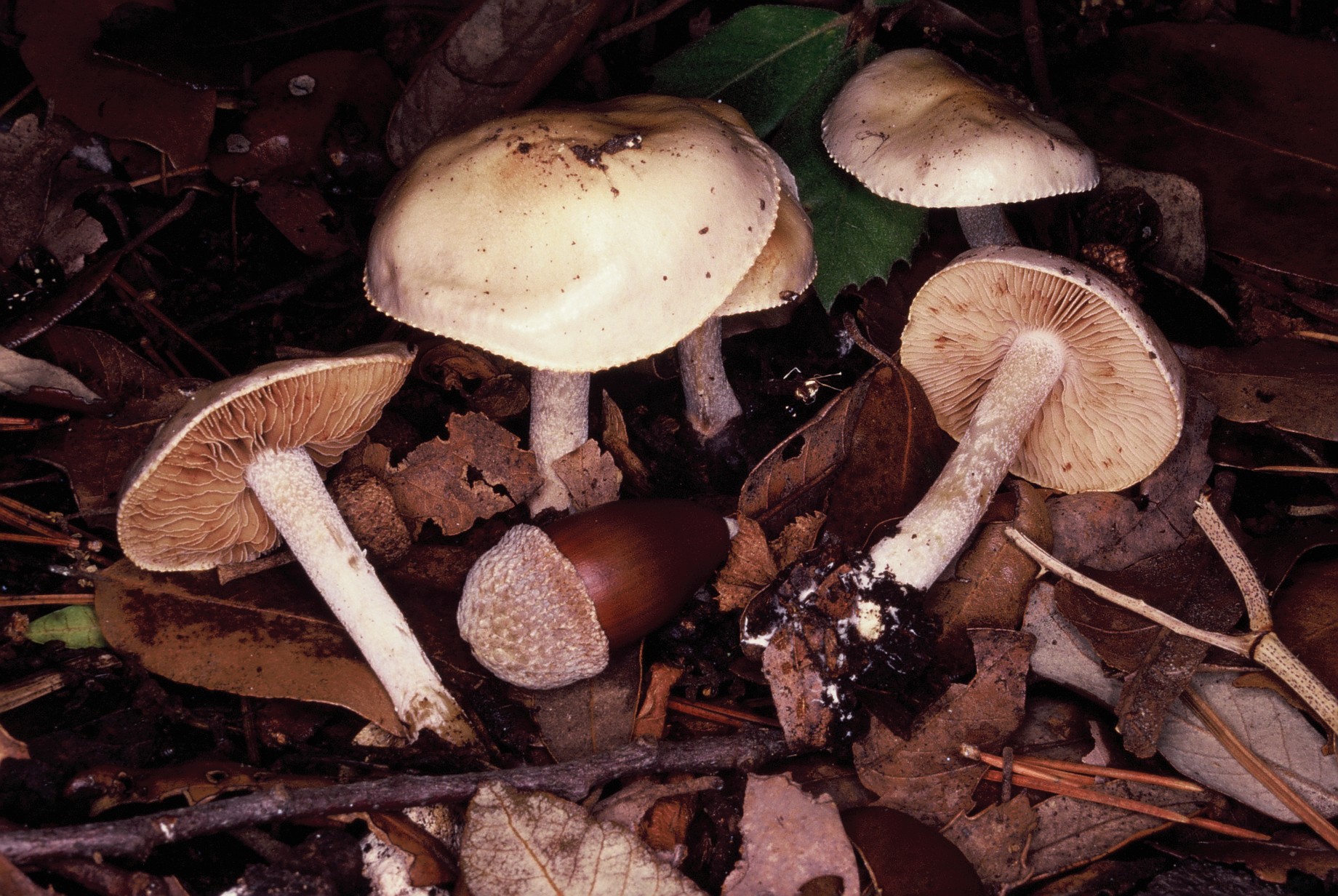 Hebeloma hiemale