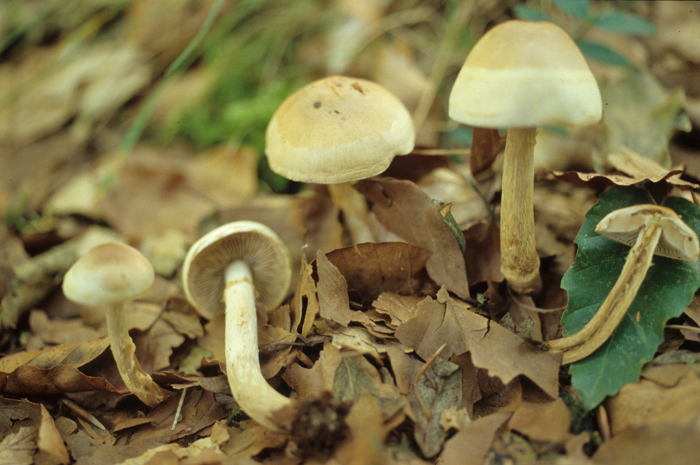 Hebeloma mesophaeum