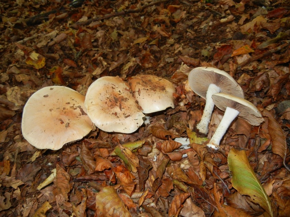 Hebeloma sinapizans2