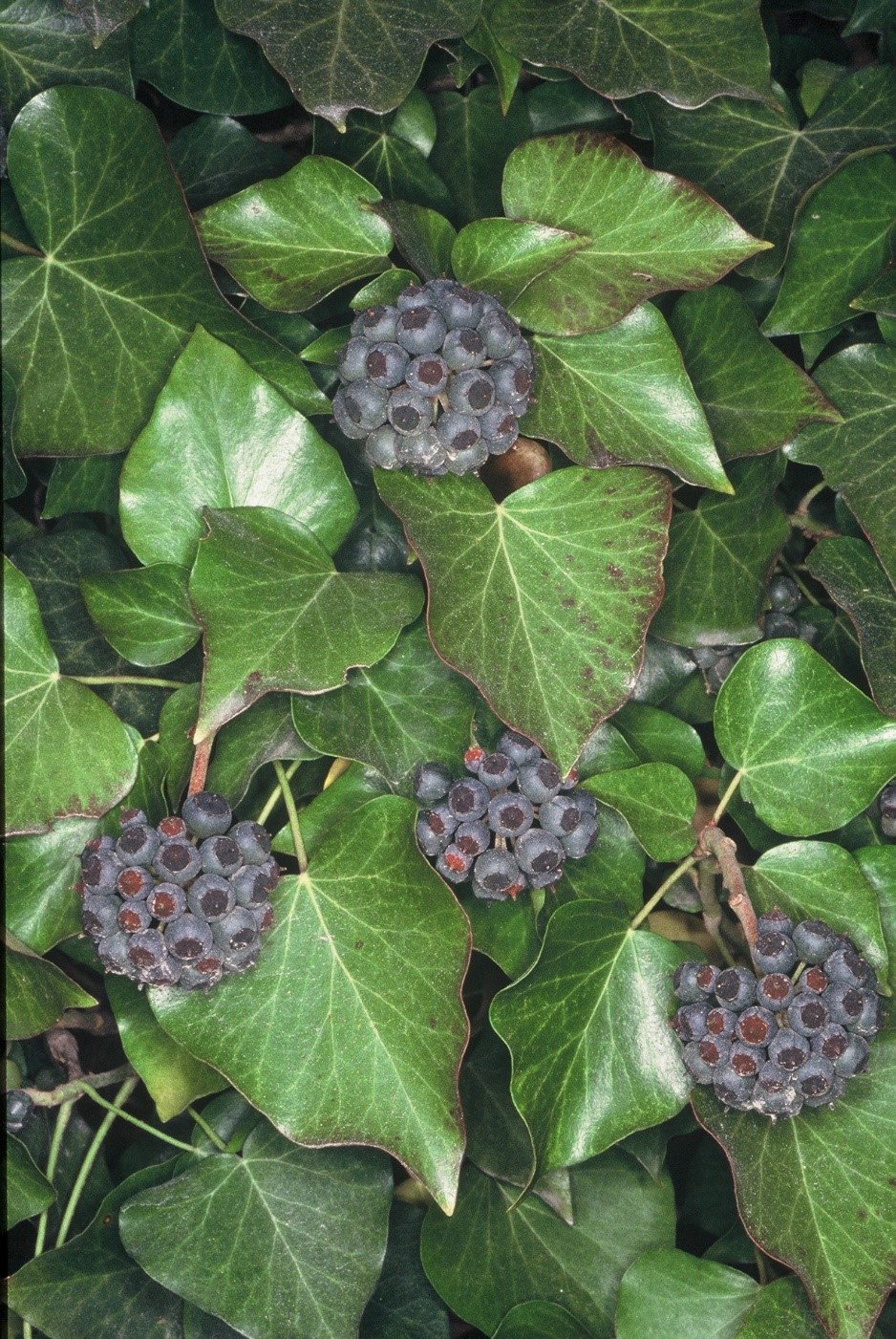 Hederahelix