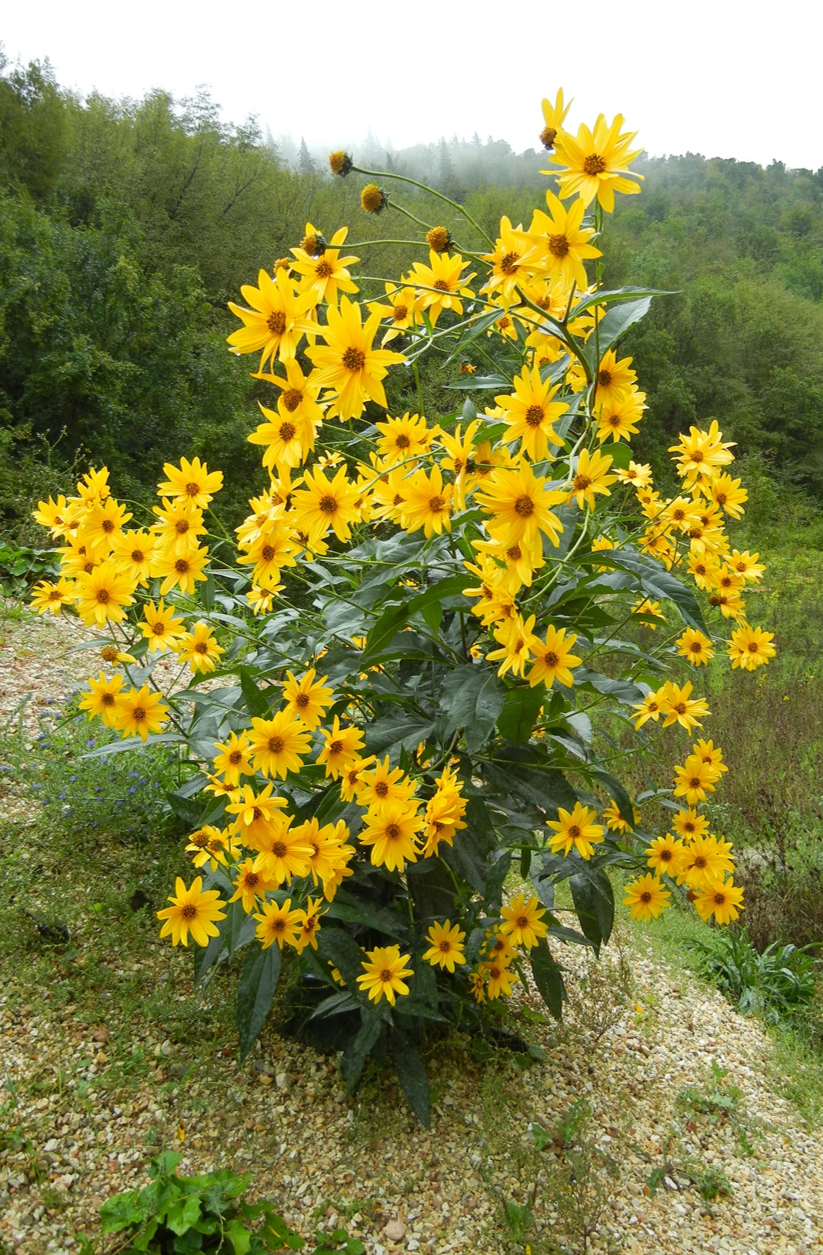 Helianthus tuberosusJPG