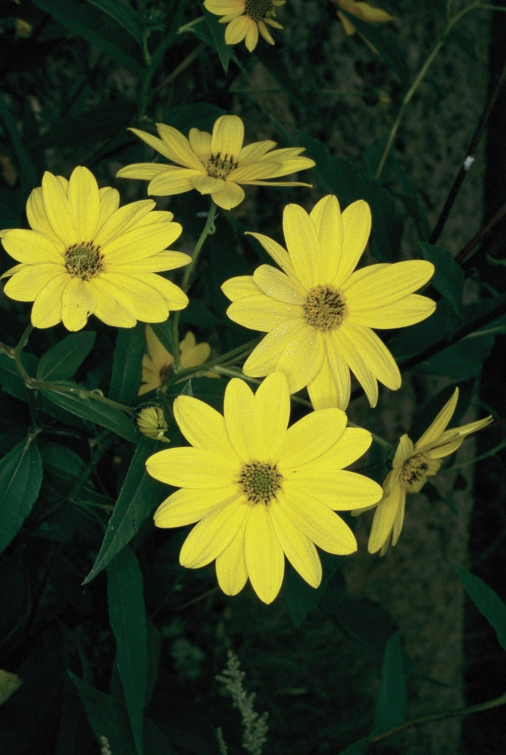 Helianthus tuberosus fioriJPG