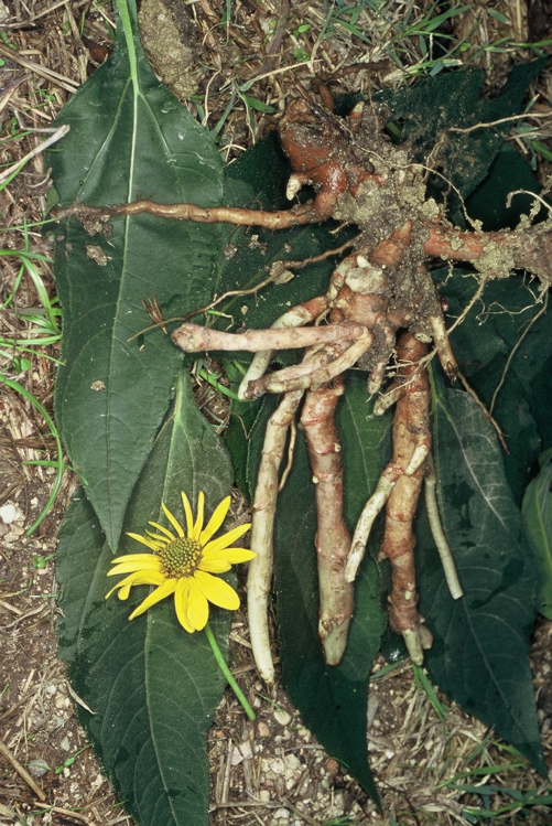Helianthus tuberosus radiciJPG