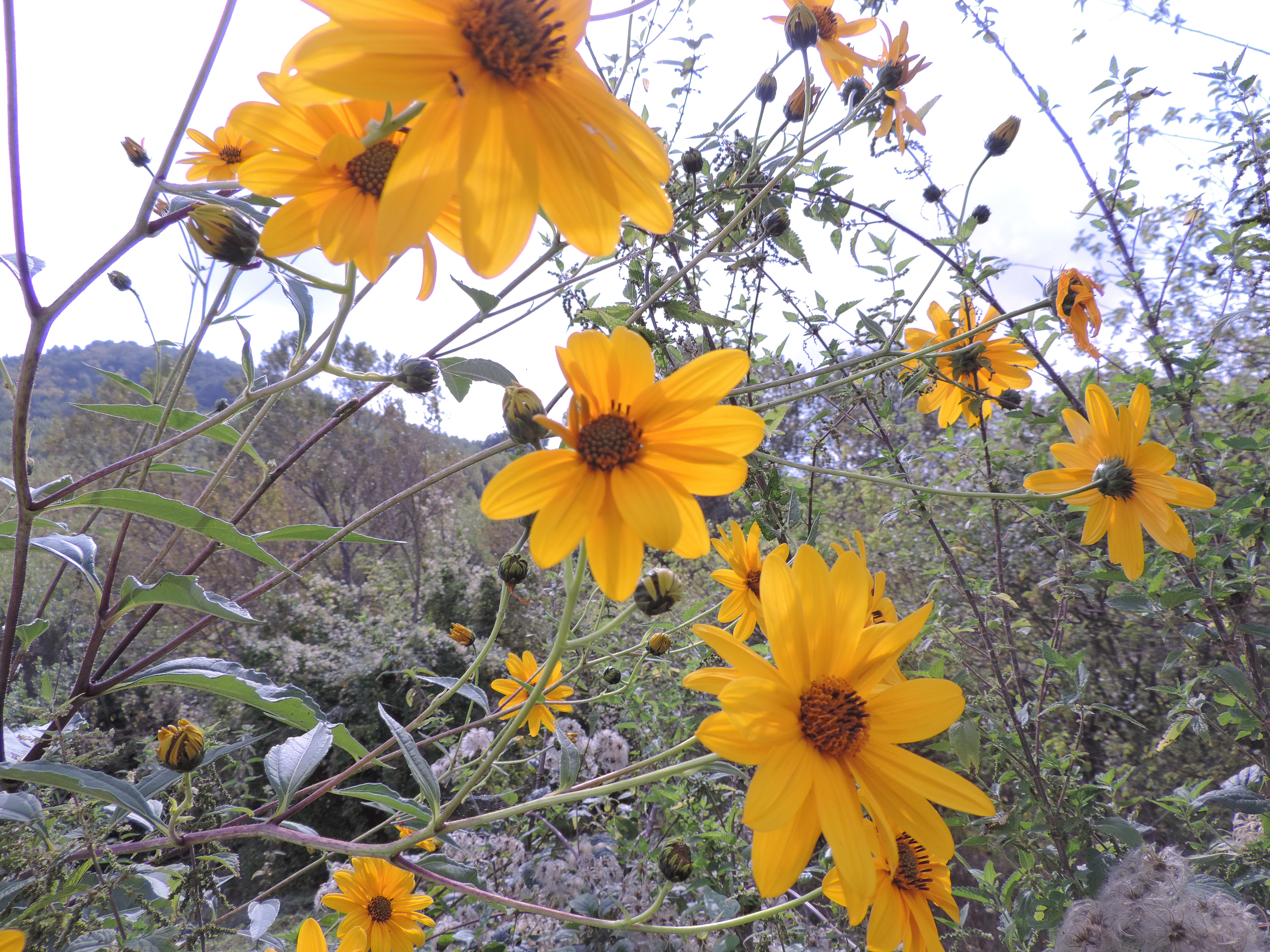HelianthustuberosusTopinambur