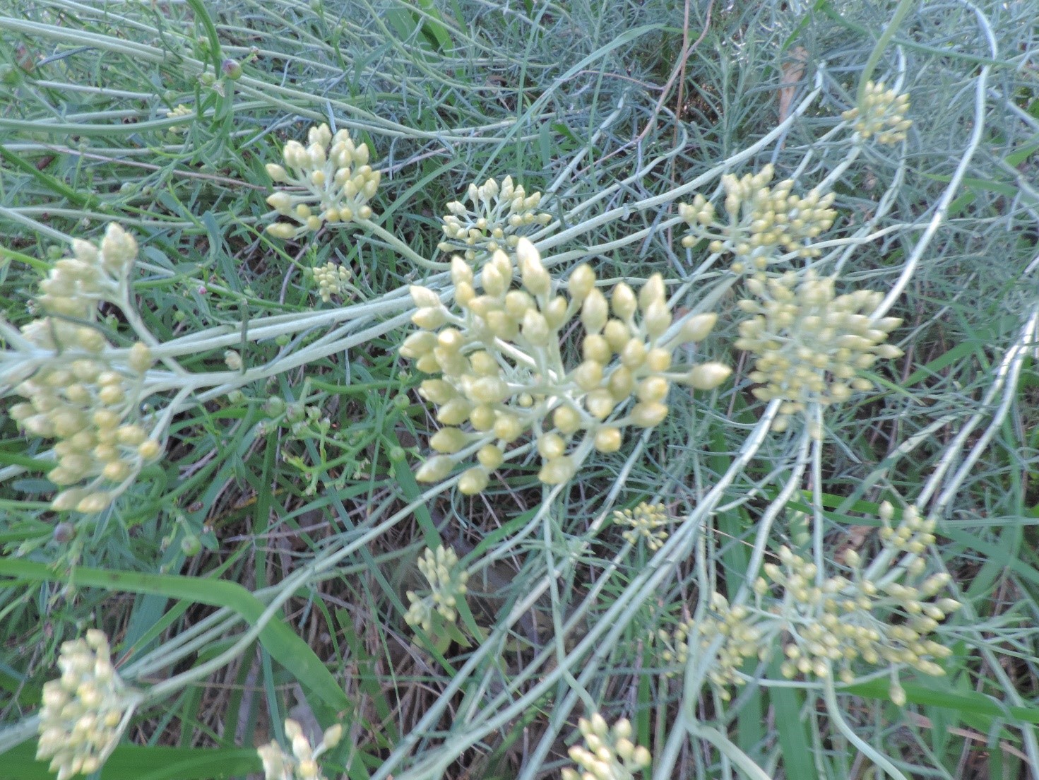 Helichrysumitalicum