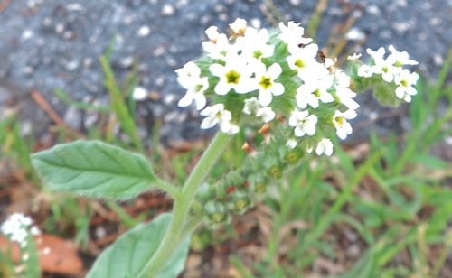 Heliotropiumeurop