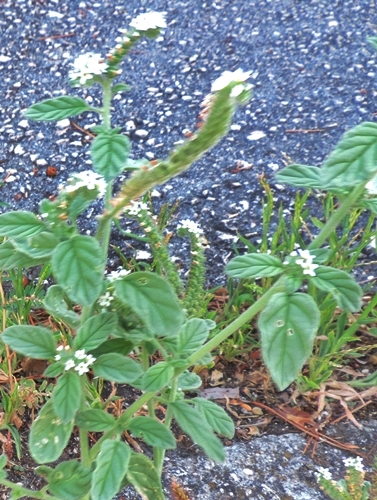 Heliotropiumeuropaeum