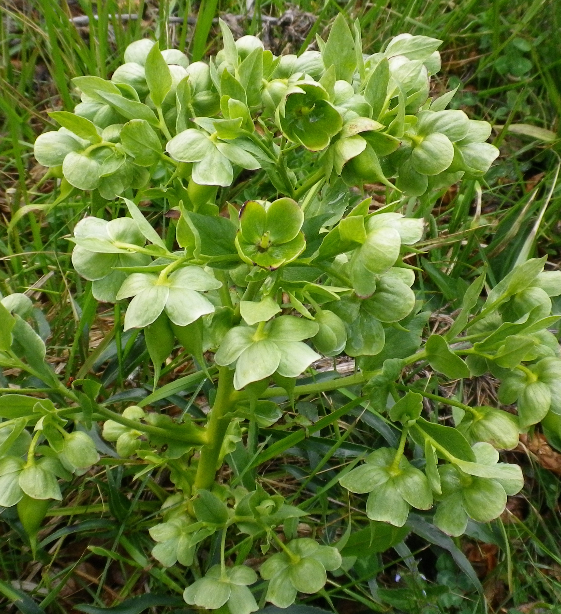 Helleborusfoetidusverde