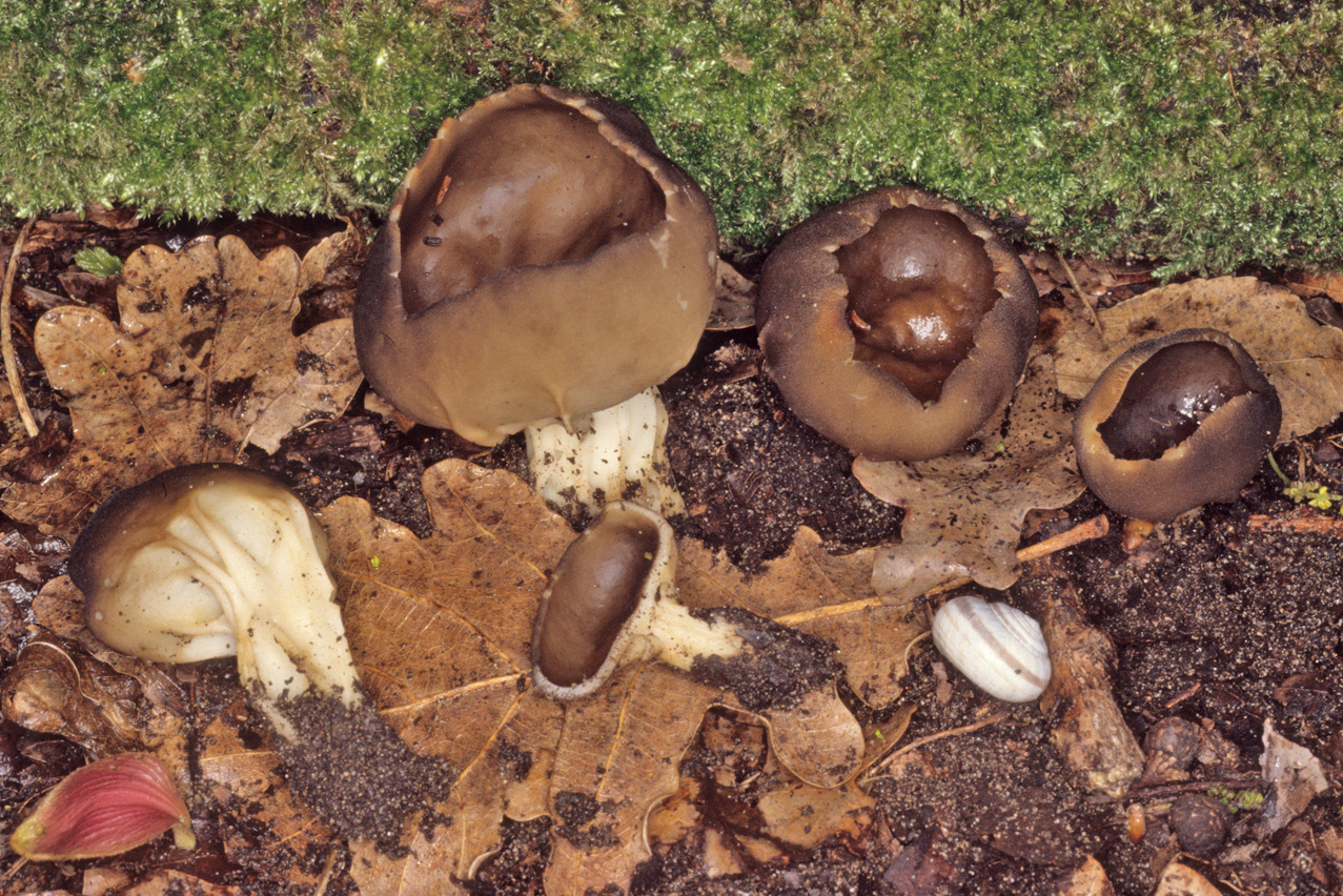 Helvella acetabulum