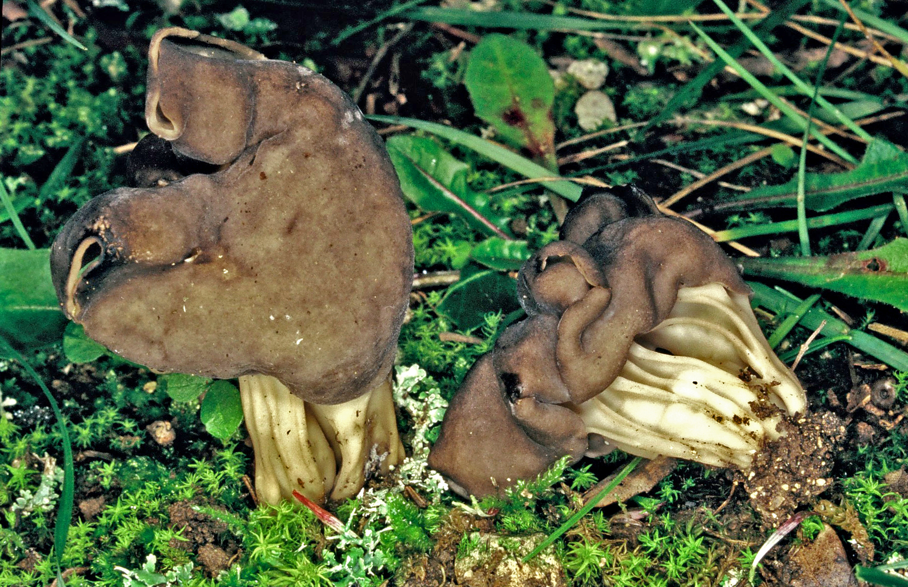 Helvella lacunosa