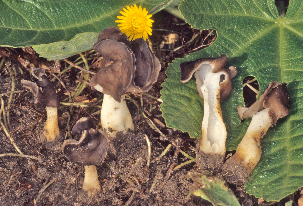 Helvella spadicea