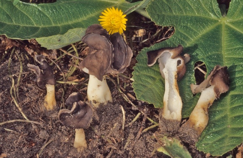 Helvella spadicea1