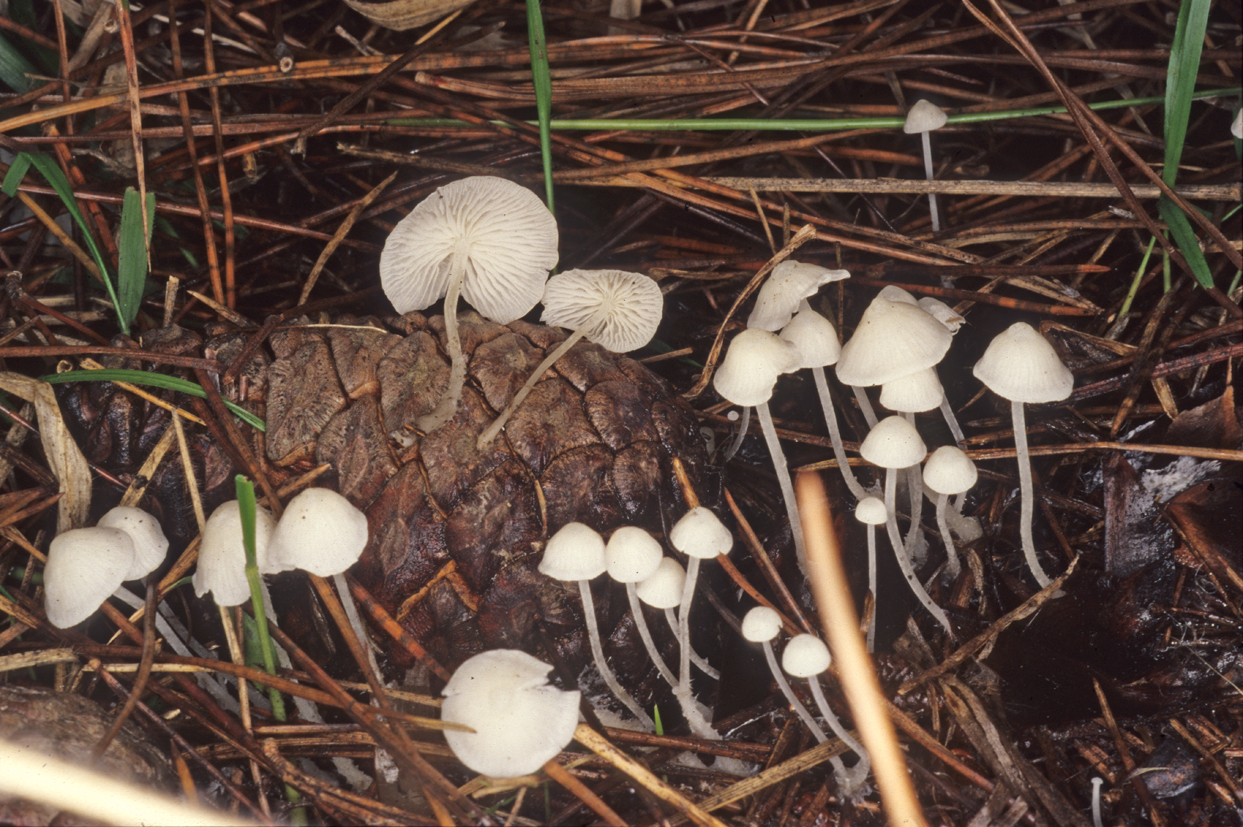 Hemimycena lactea