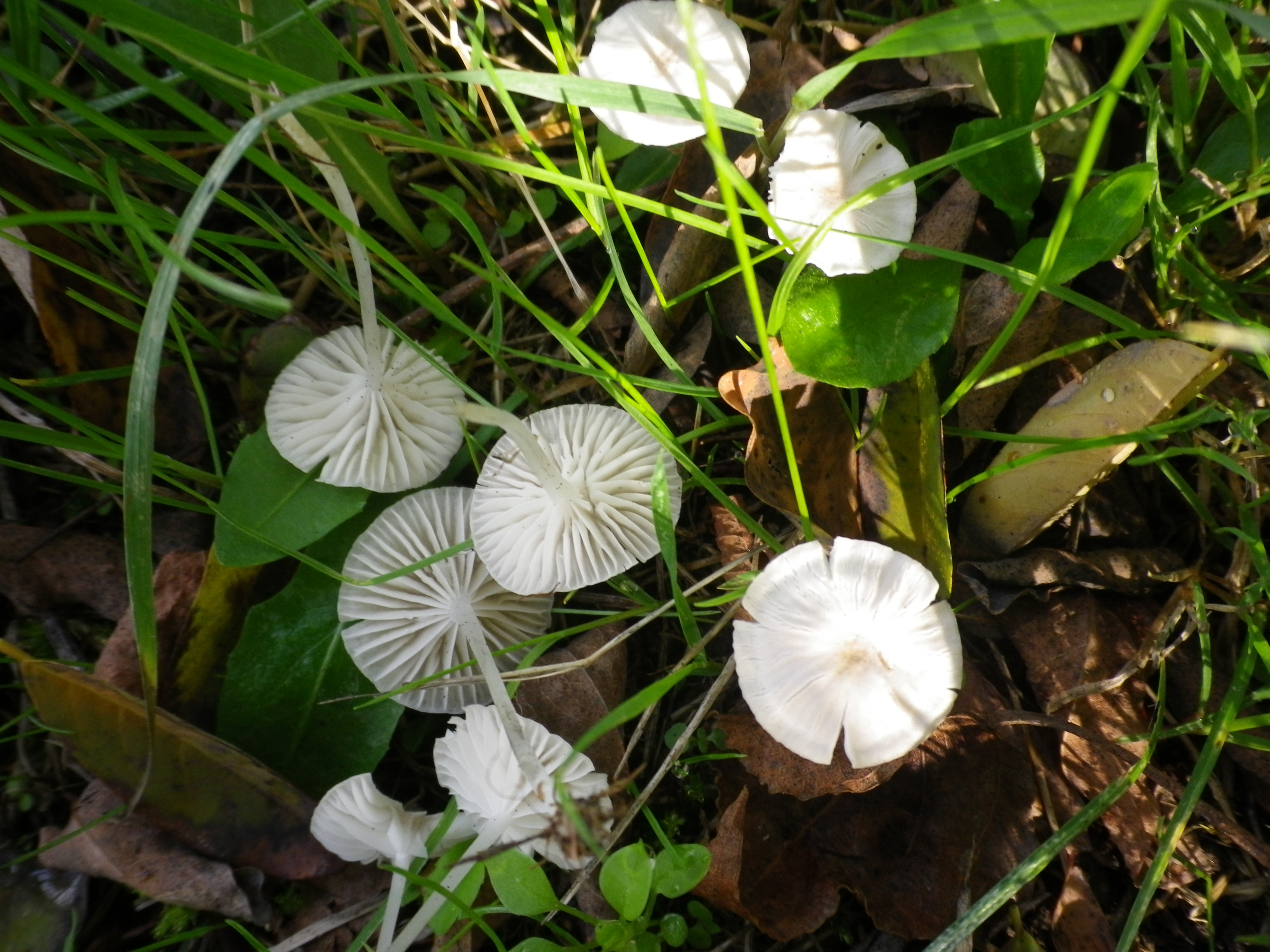Hemimycenamairei