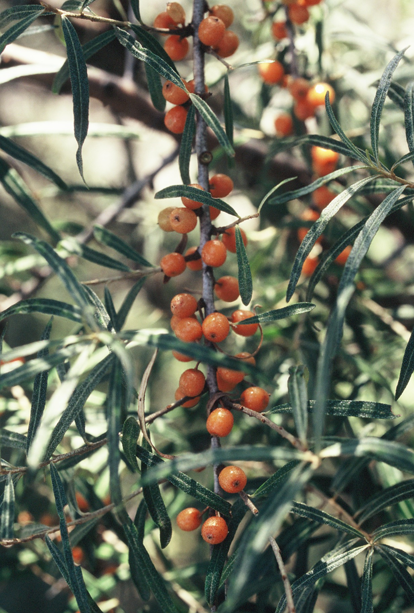 Hippophae rhamnoides