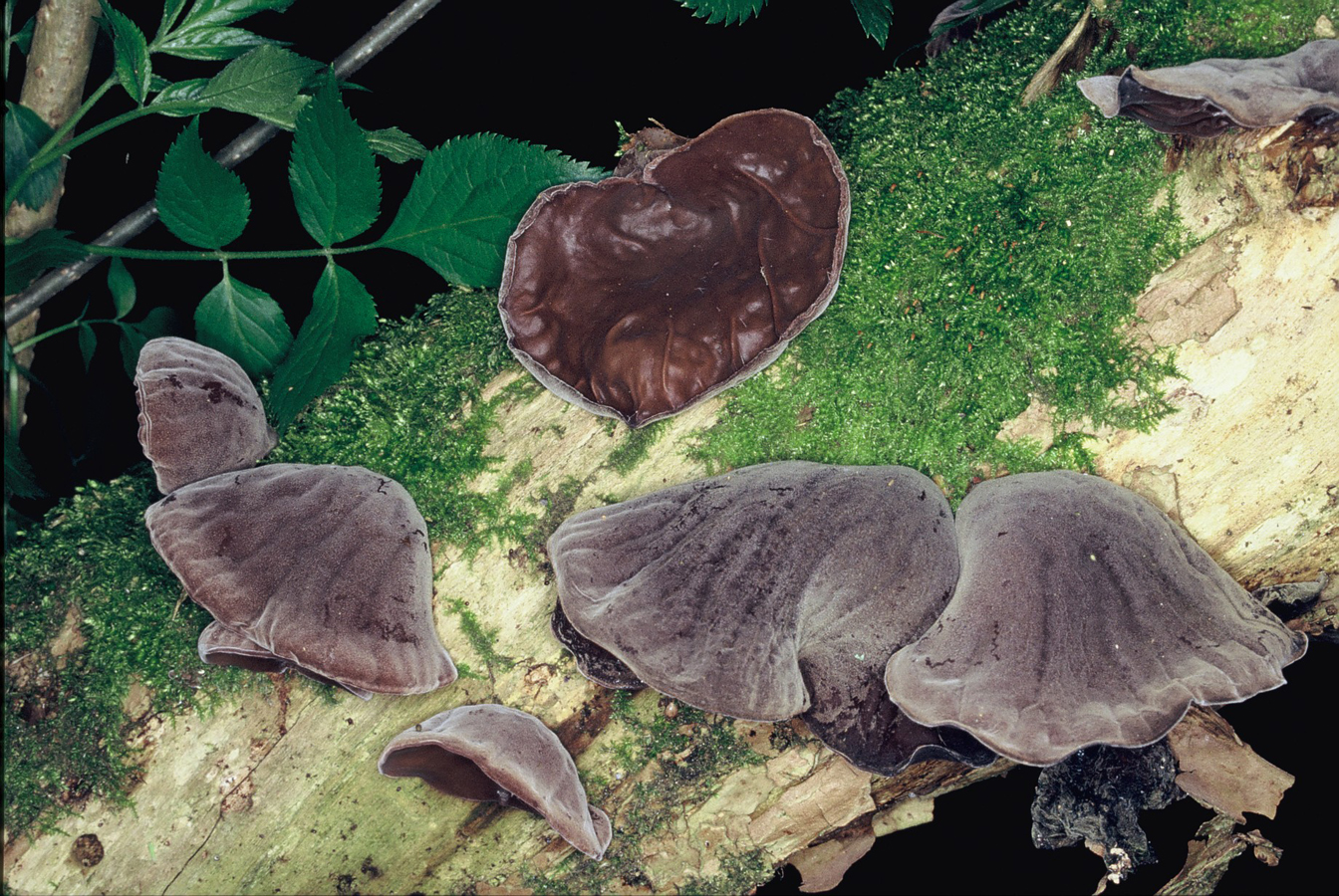 Hirneola auricula judae