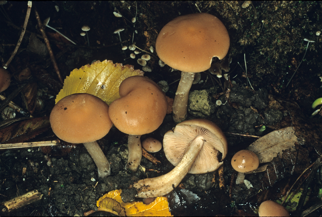 Homophron spadiceum