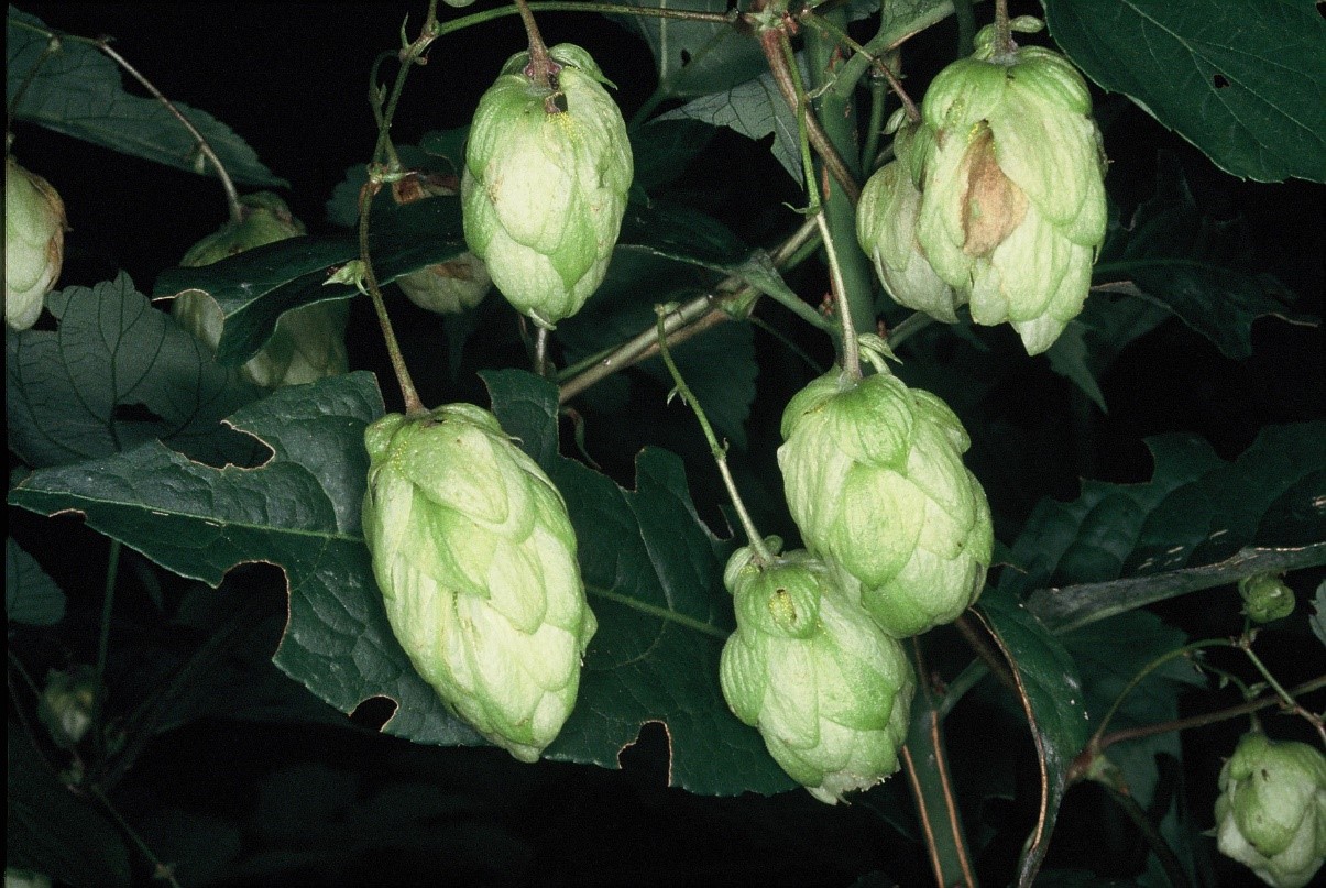 Humulus lupulus fiori