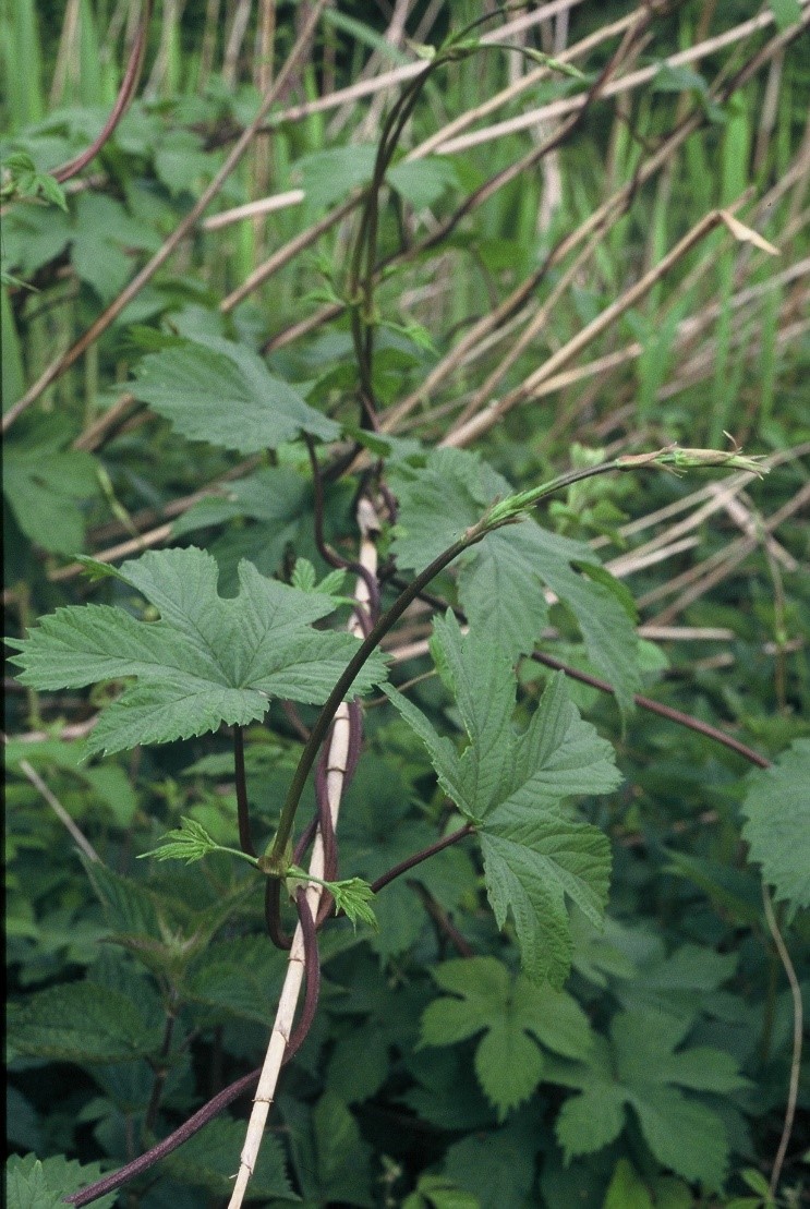 Humulus lupulus