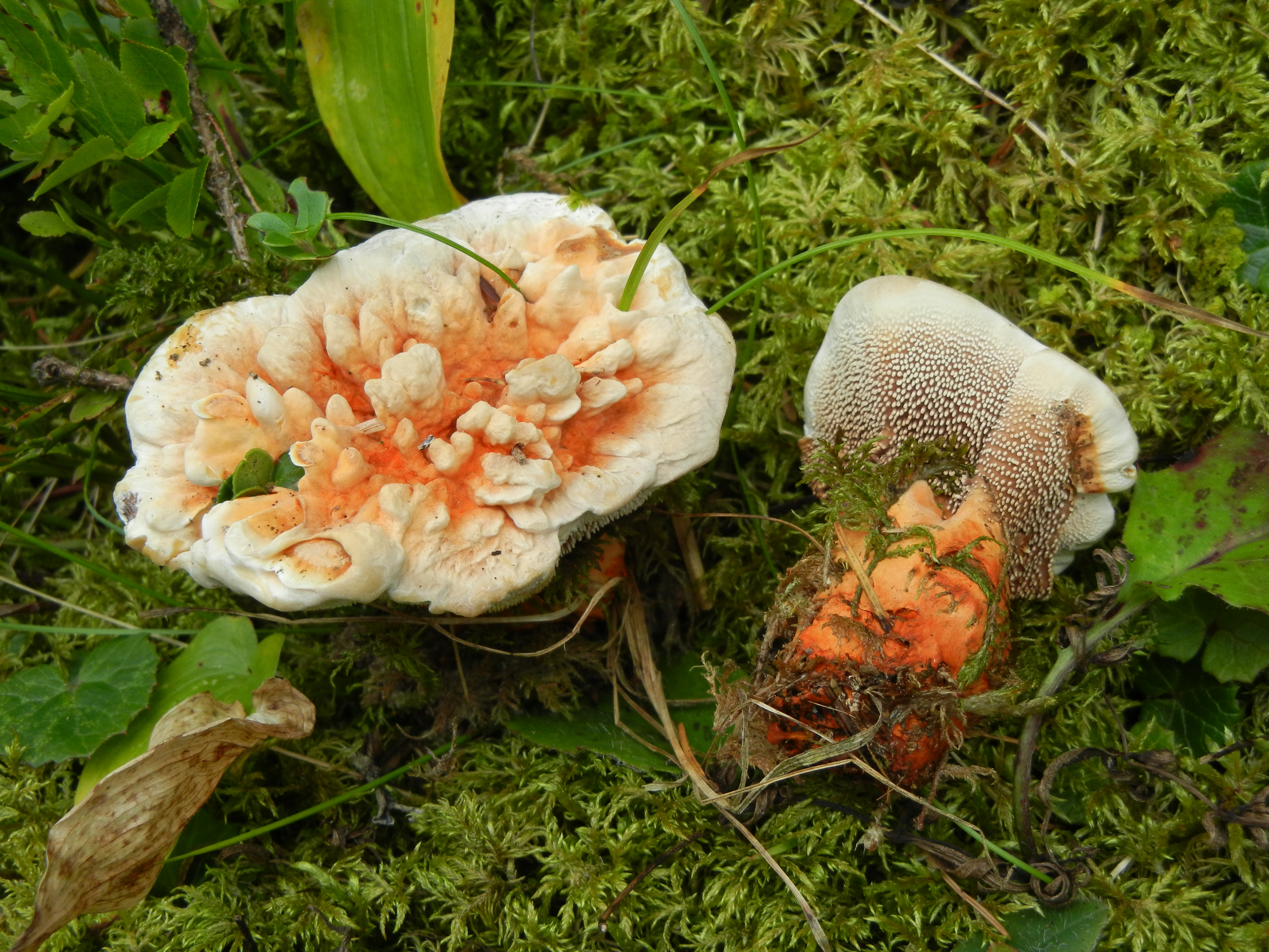 Hydnellum ferrugineum