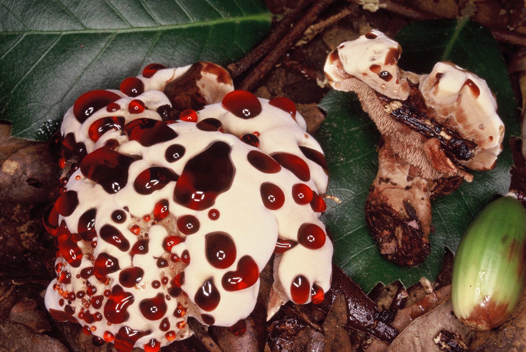 Hydnellum spongiosipes