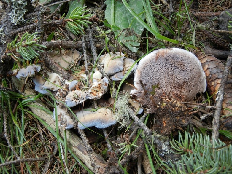 Hydnellum versipelle